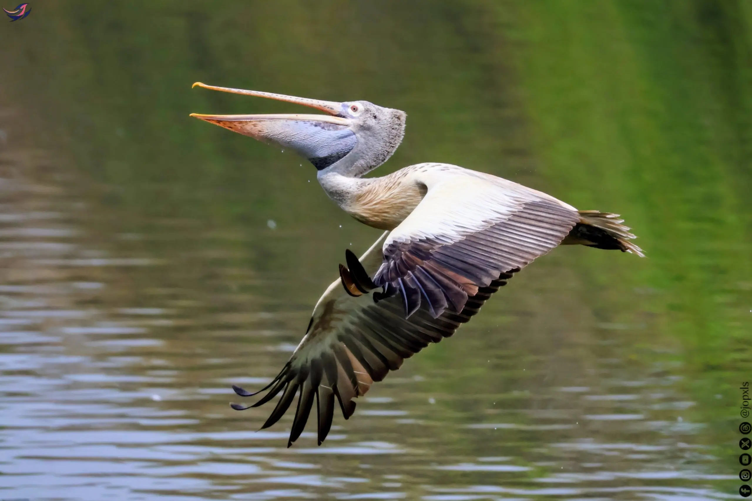 Spot-billed pelican photographed at Ranganathittu Bird Sanctuary, Karnataka