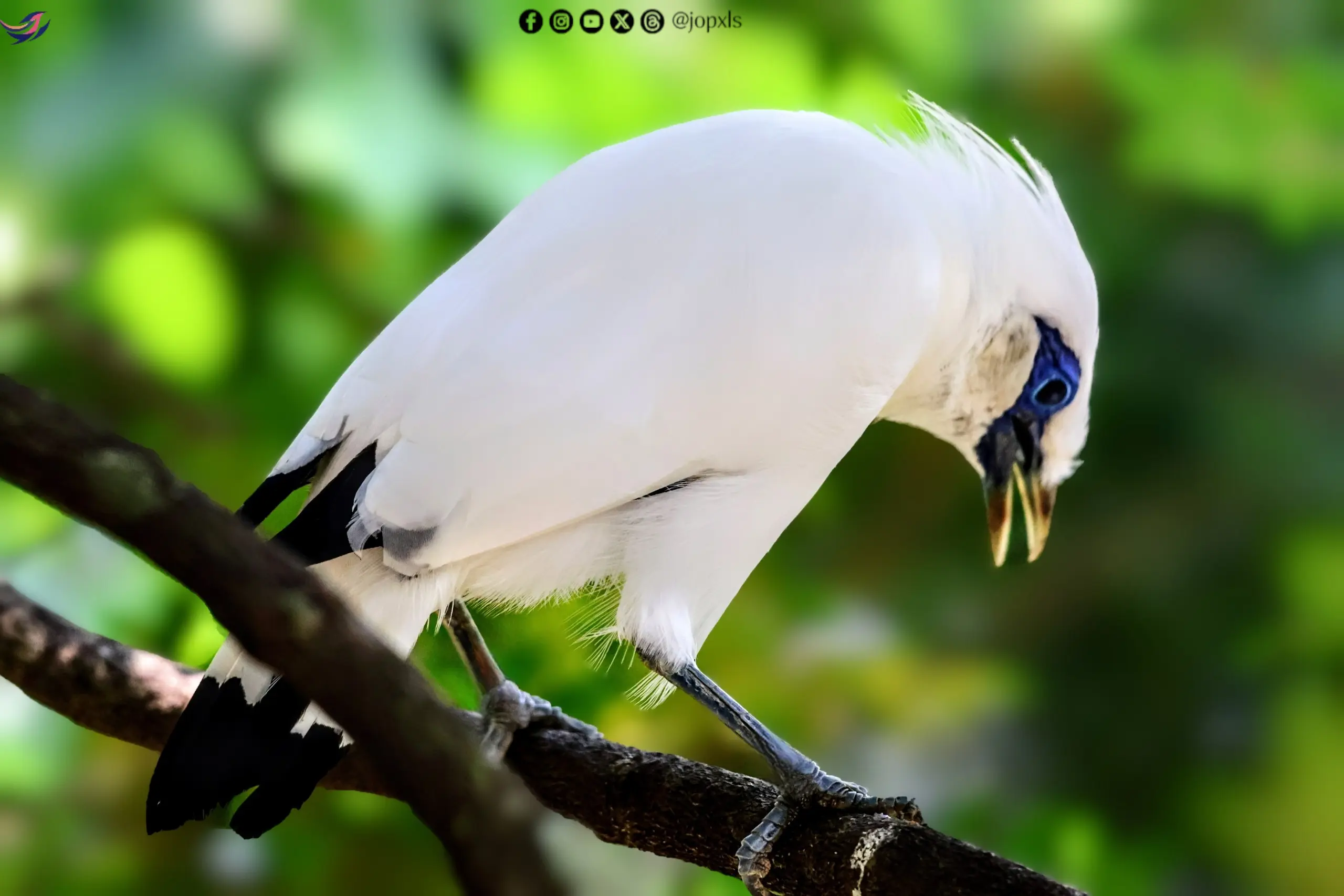 Bali myna photographed at Mandai Wildlife Reserve, Singapore