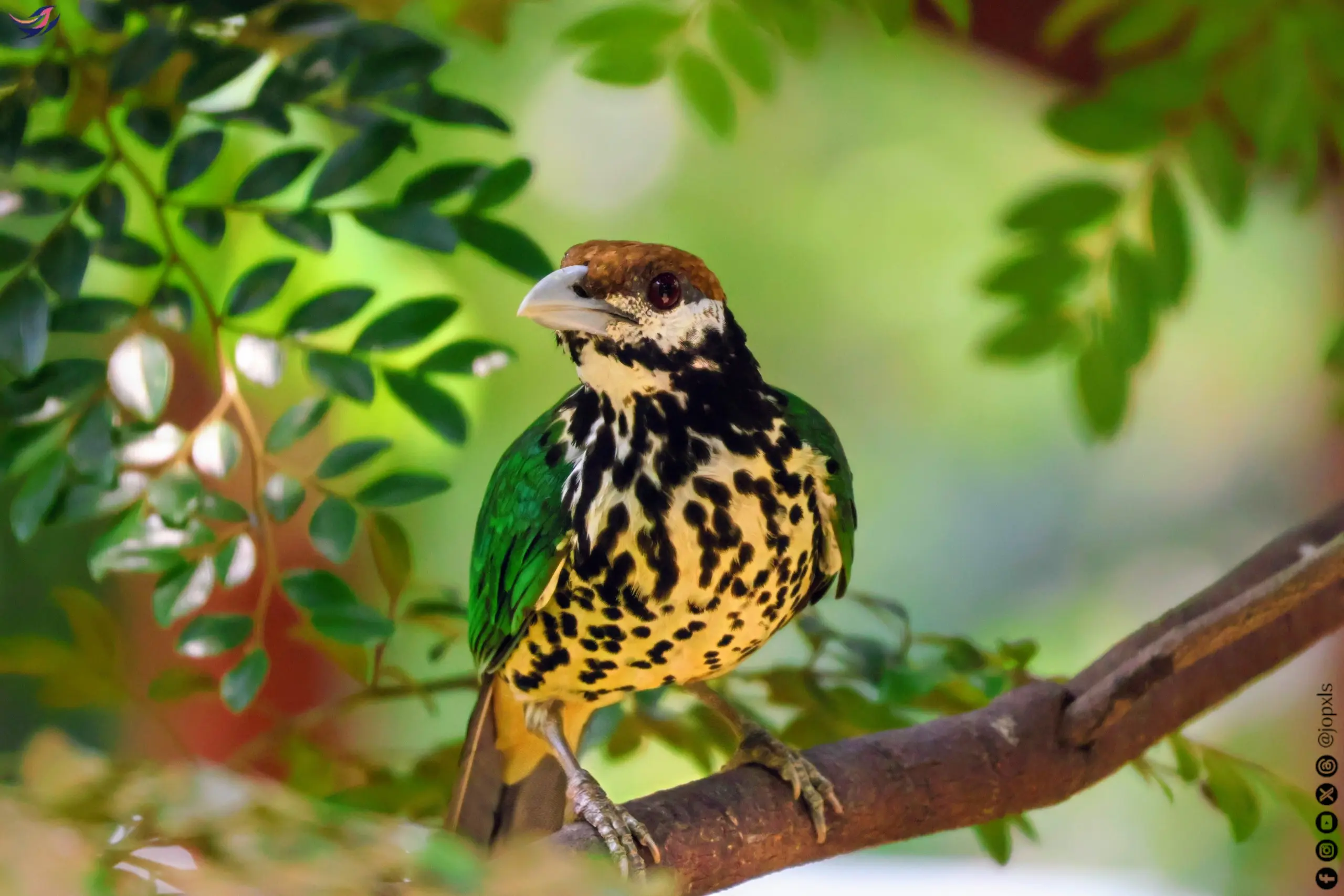 White-eared catbird photographed at Mandai Wildlife Reserve, Singapore