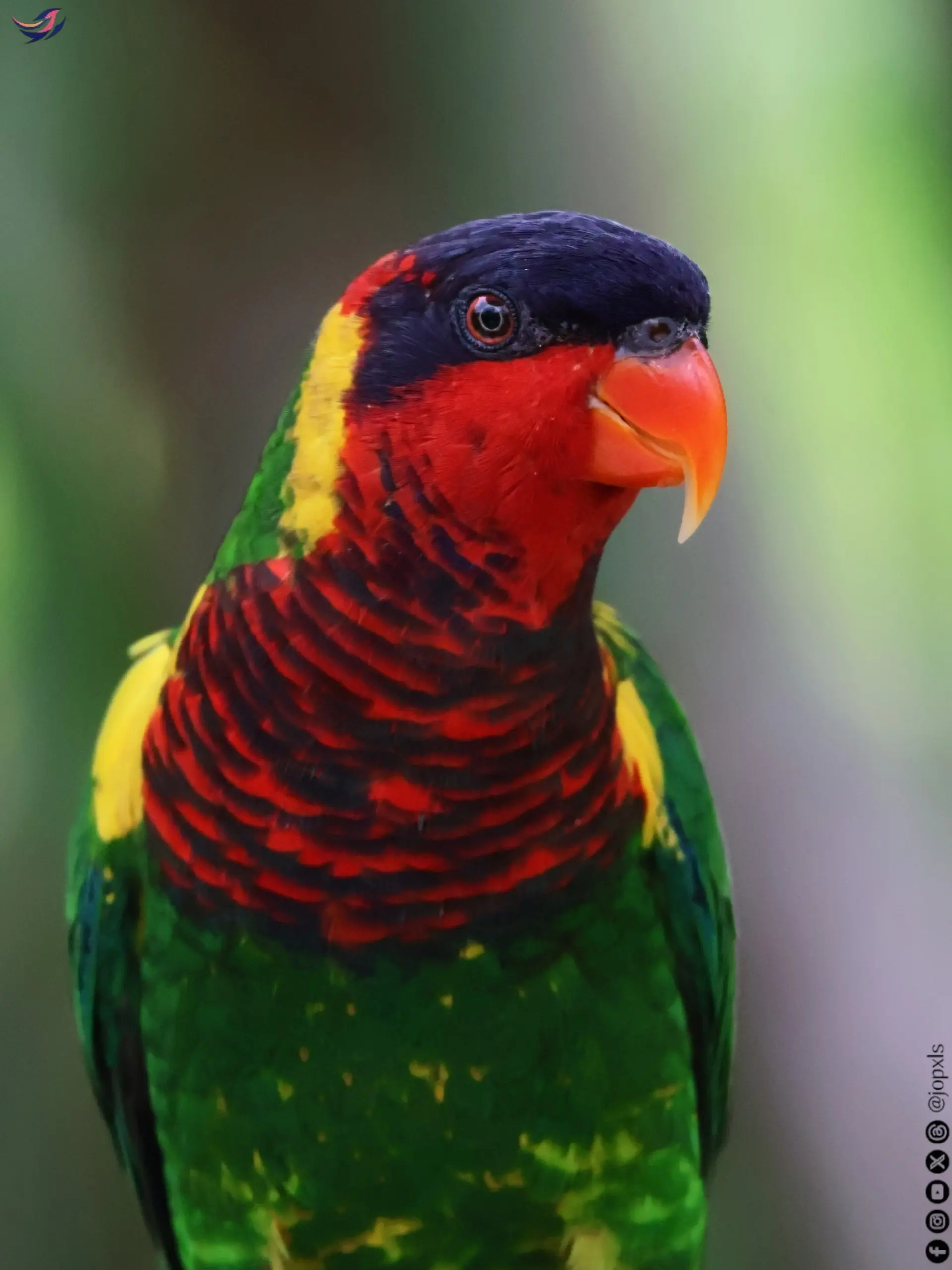 Ornate lorikeet photographed at Mandai Wildlife Reserve, Singapore
