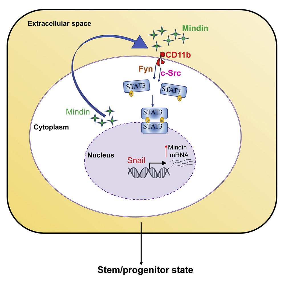 Diagram showing Snail-driven Mindin production and secretion, Mindin signaling through CD11b with Fyn and c-Src, STAT3 activation, and maintenance of a stem-progenitor state.