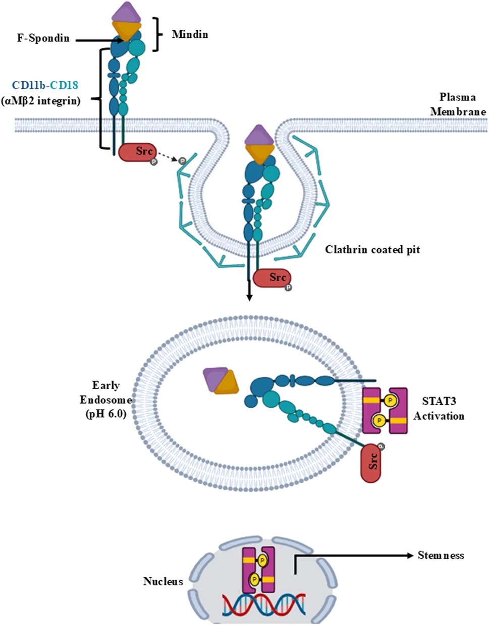 Diagram showing Mindin F-Spondin engagement of alphaMbeta2 integrin, Src-dependent endocytosis into acidic early endosomes, STAT3 activation, and keratinocyte stemness.